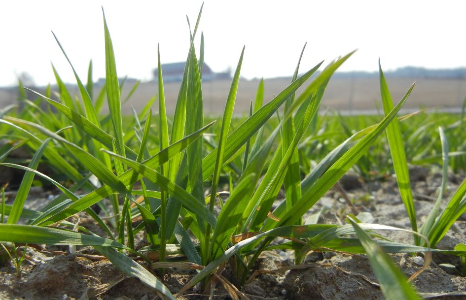 Høsthvete, ugras om våren, grasugras
